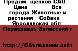 Продам ,щенков САО. › Цена ­ 30 000 - Все города Животные и растения » Собаки   . Ярославская обл.,Переславль-Залесский г.